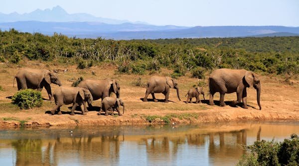 Voyage safari sur mesure : explorez l'afrique autrement !